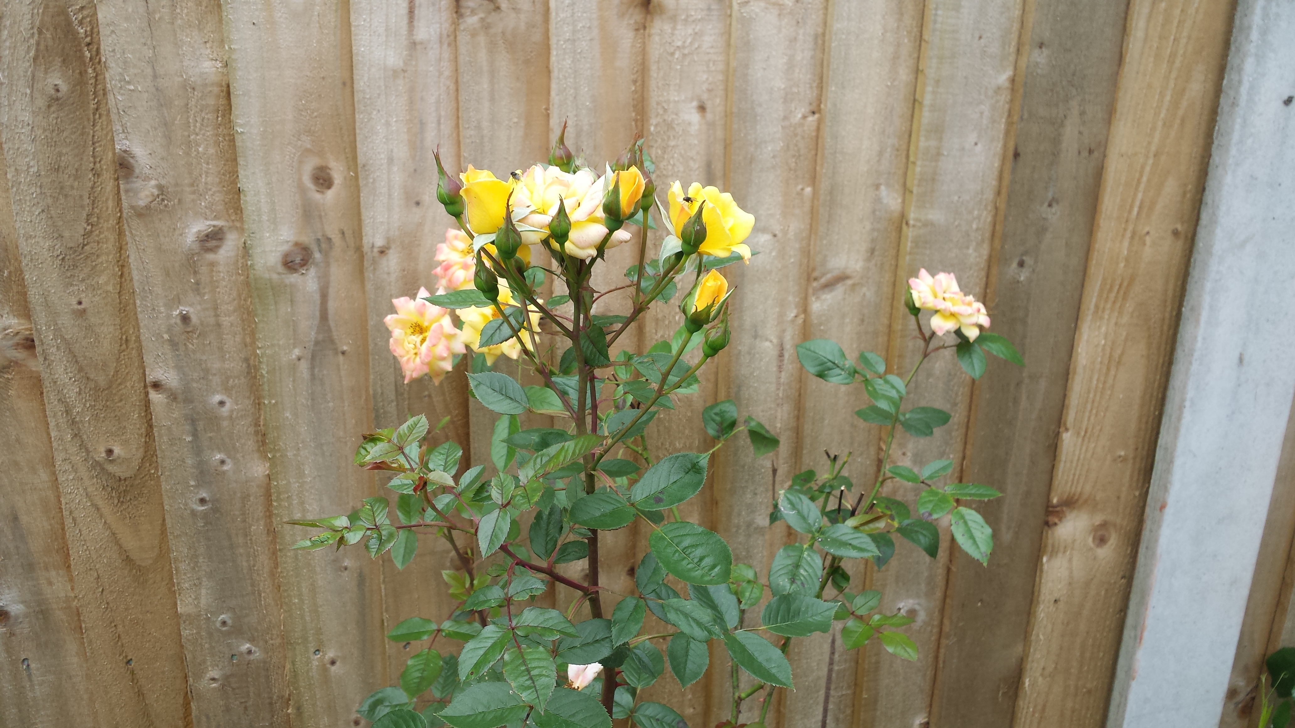 Flowers - Yellow Roses