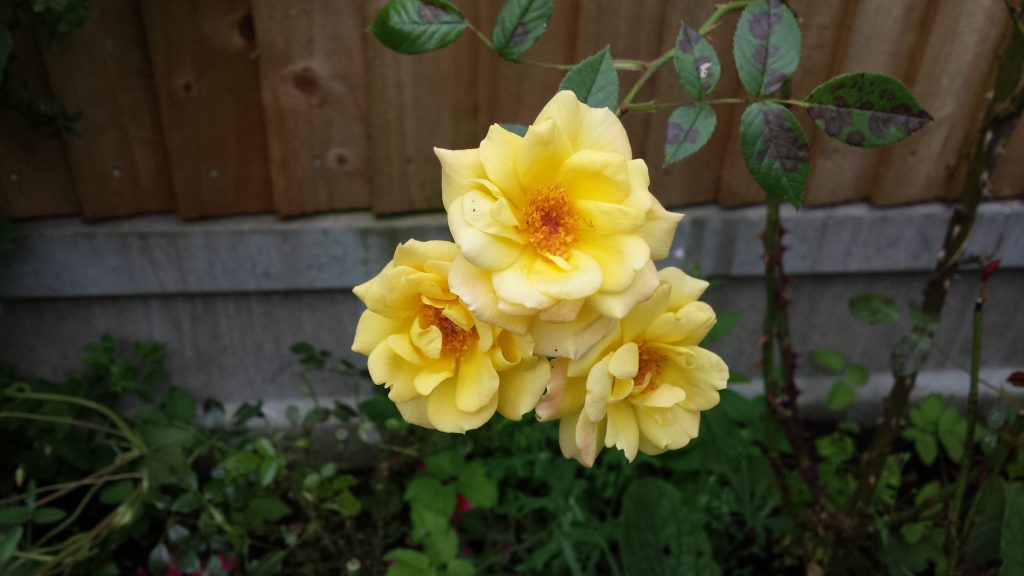 Flowers - Yellow Roses